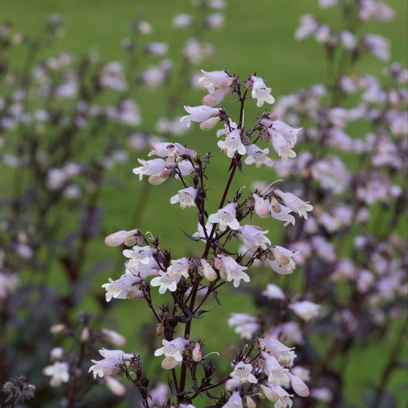 Penstemon Onyx & Pearls