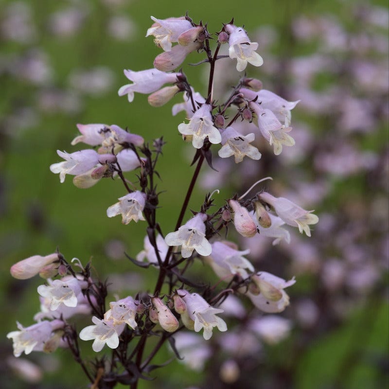 Penstemon Onyx & Pearls