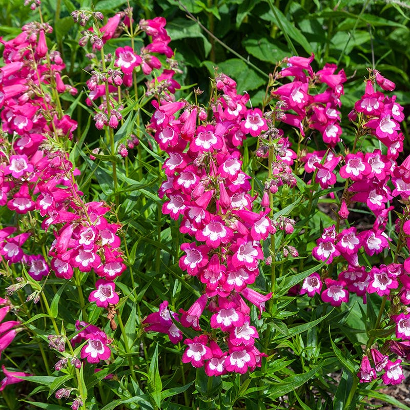 Penstemon Pensham Laura