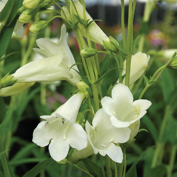 Penstemon Pensham Wedding Day