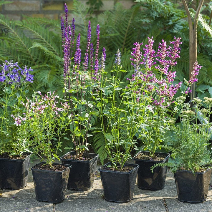 Penstemon Sour Grapes AGM