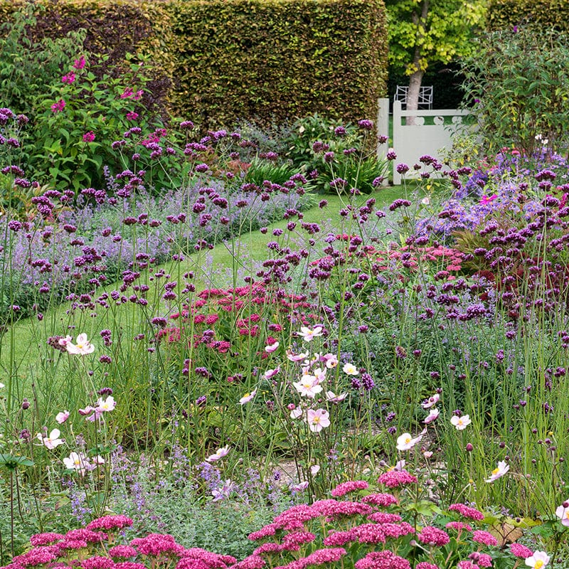 Perennial Border Collection