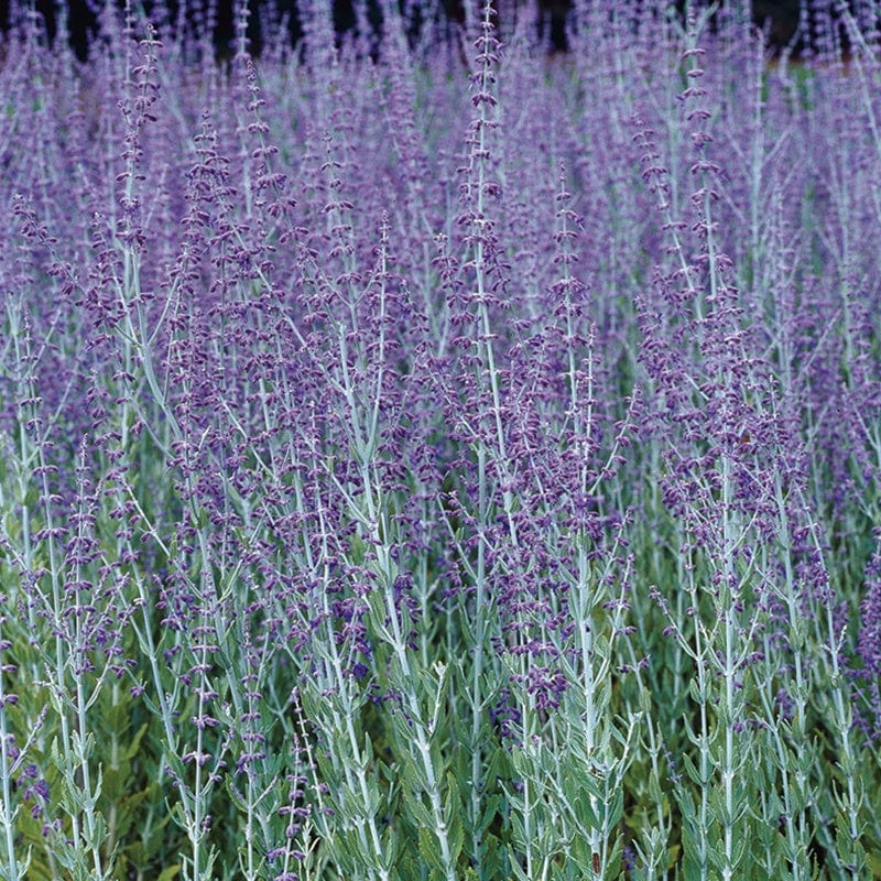 Perovskia Blue Spire