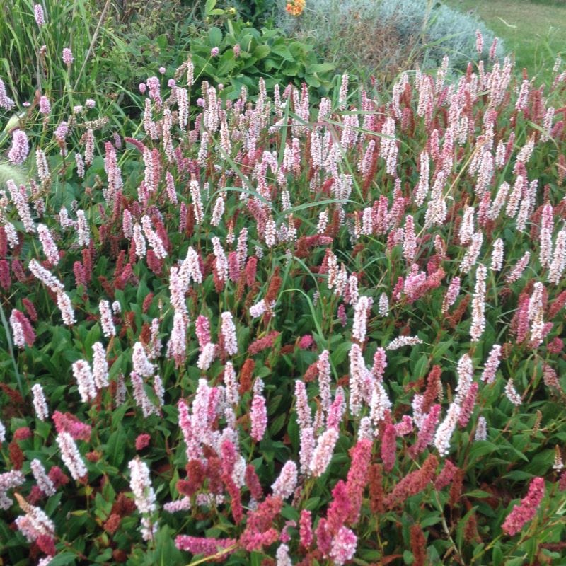 Persicaria affinis Darjeeling Red