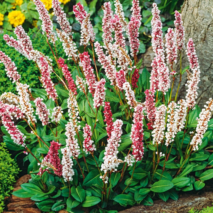 Persicaria affinis Darjeeling Red