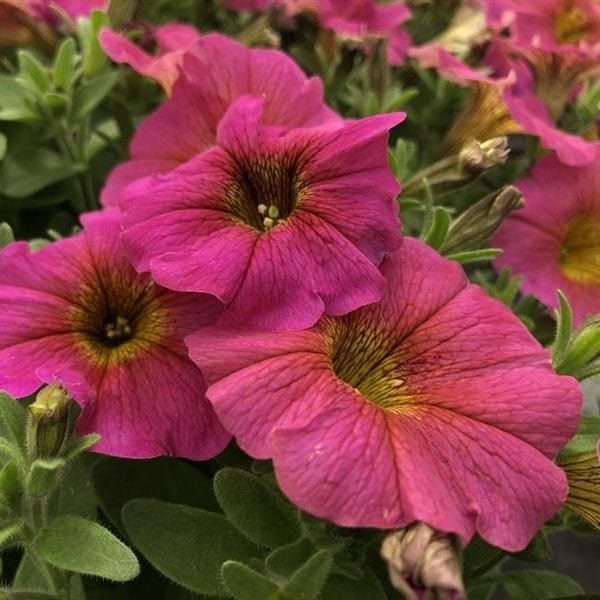 Petchoa Beautical Sunray Pink