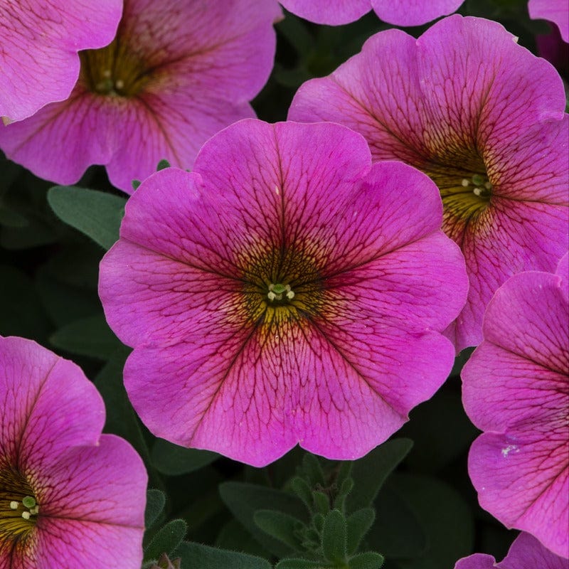 Petchoa Beautical Sunray Pink