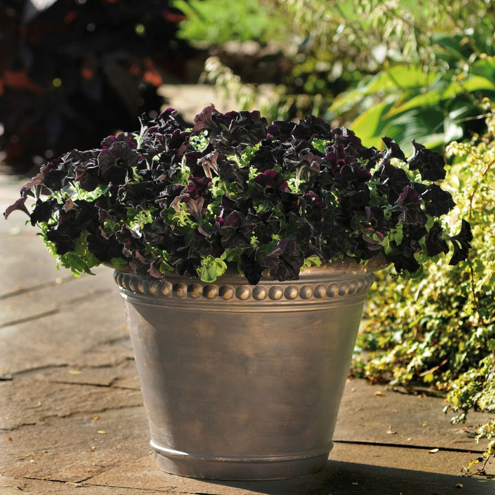 Petunia Black Velvet Plants