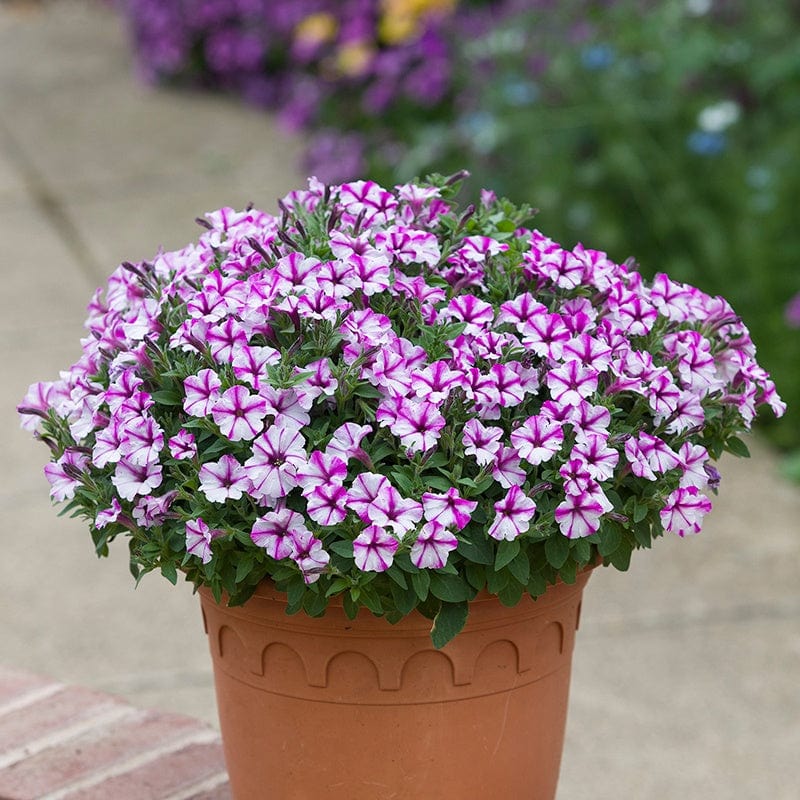 Petunia Bubbles Butterfly