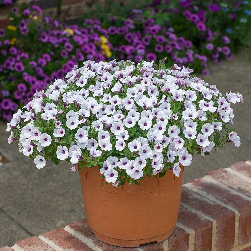 Petunia Bubbles White