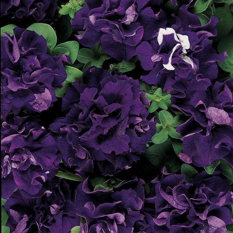 Petunia Double Cascade F1 Blue