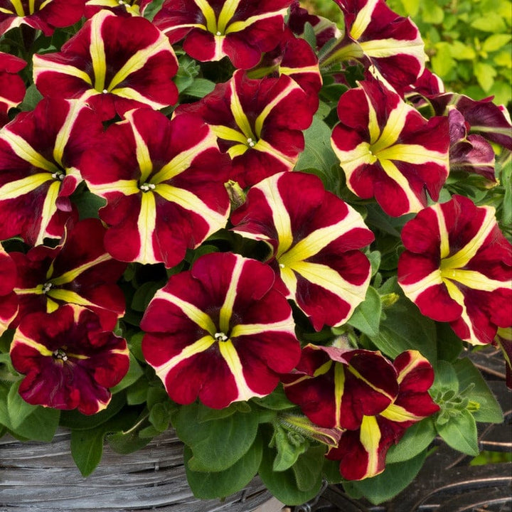 Petunia Fanfare Heartbreaker