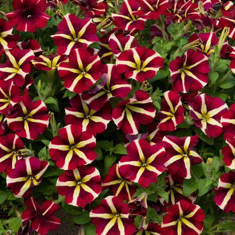 Petunia Fanfare Heartbreaker