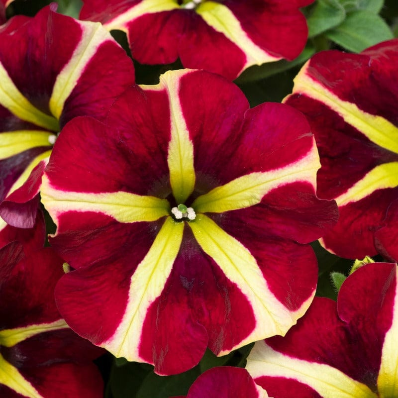 Petunia Fanfare Heartbreaker