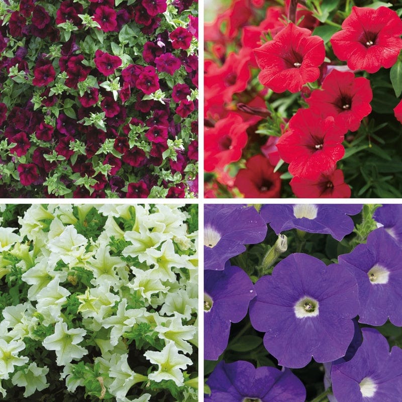 Petunia Surfinia Collection