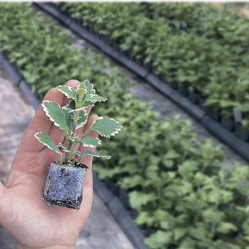 Petunia Surfinia Lime