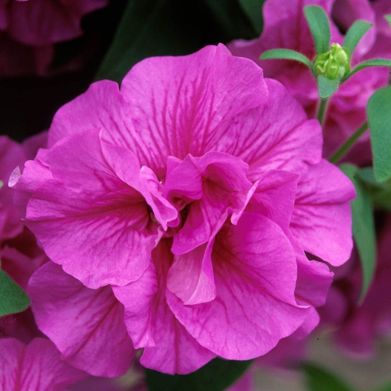 Petunia Tumbelina Candy Floss