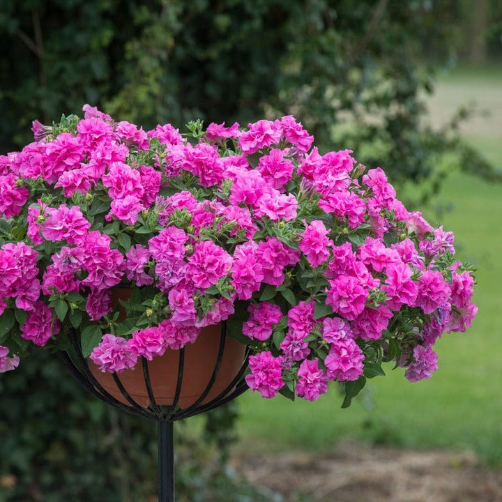 Petunia Tumbelina Candy Floss