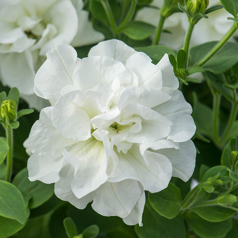 Petunia Tumbelina Collection Plants