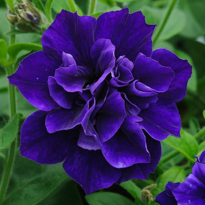 Petunia Tumbelina Collection Plants