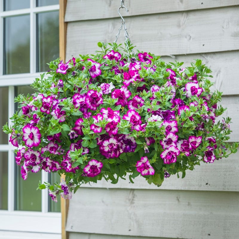 Petunia Tumbelina Nicola