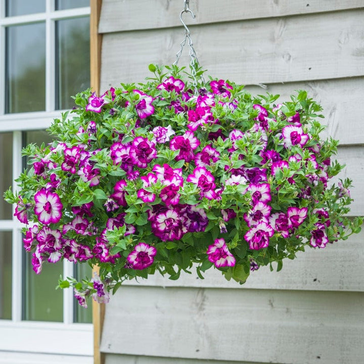 Petunia Tumbelina Nicola