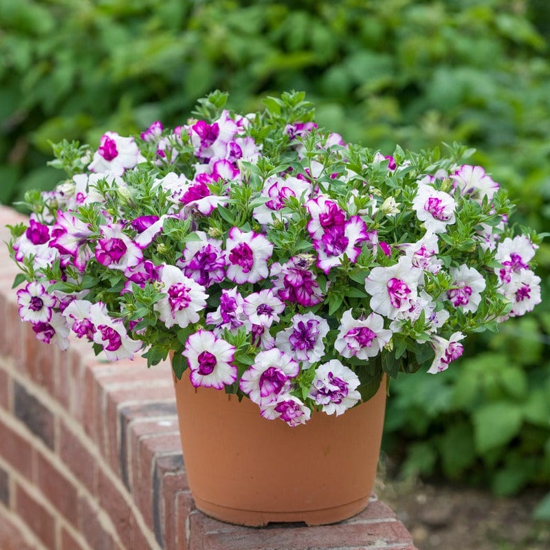 Petunia Tumbelina Nicola