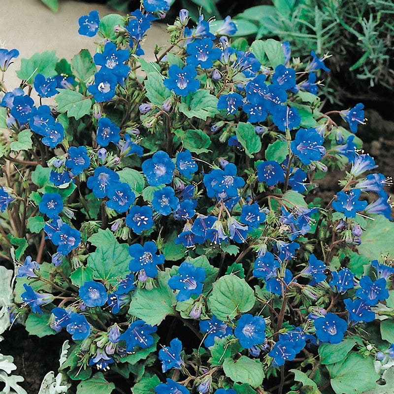 Phacelia campanularia