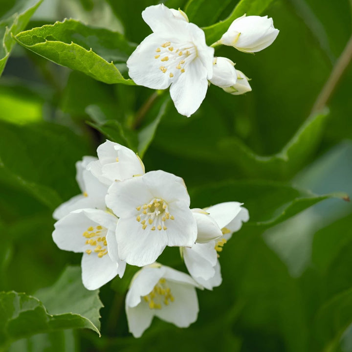 Philadelphus coronarius Aureus Shrub Plants