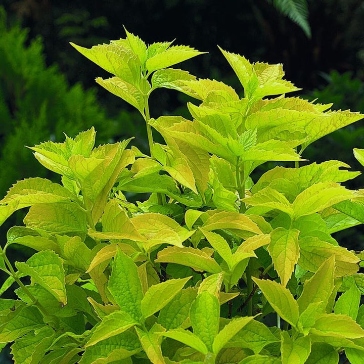 Philadelphus coronarius Aureus Shrub Plants