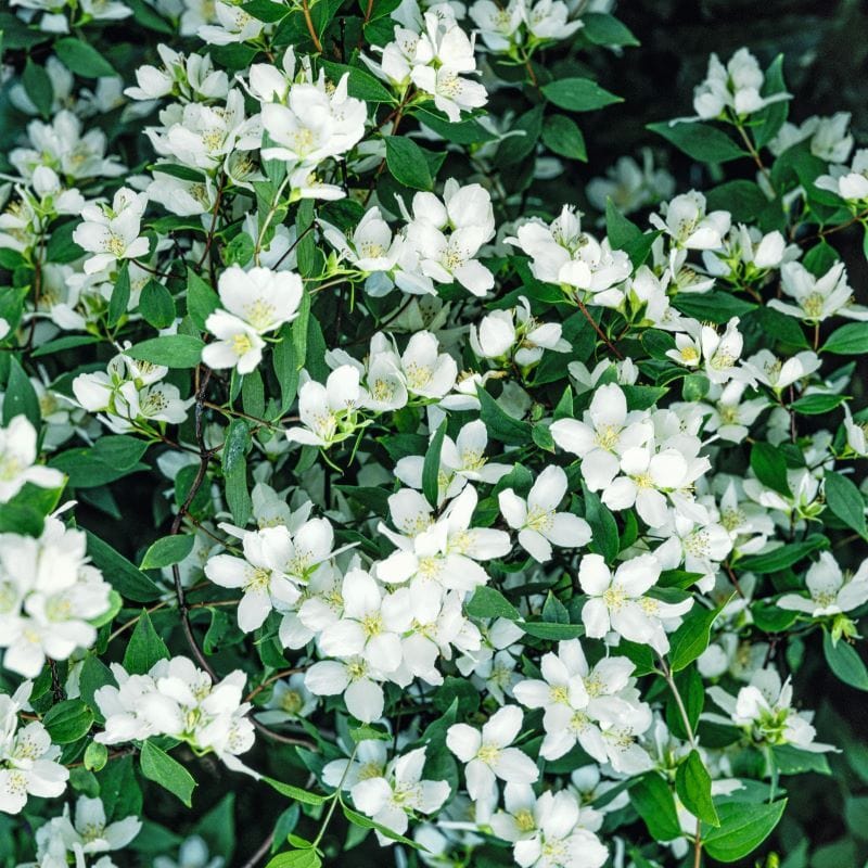 Philadelphus lemoinei Shrub Plants