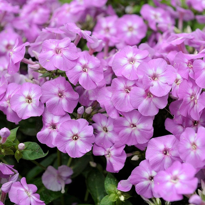 Phlox Paniculata Sweet Summer Lilac