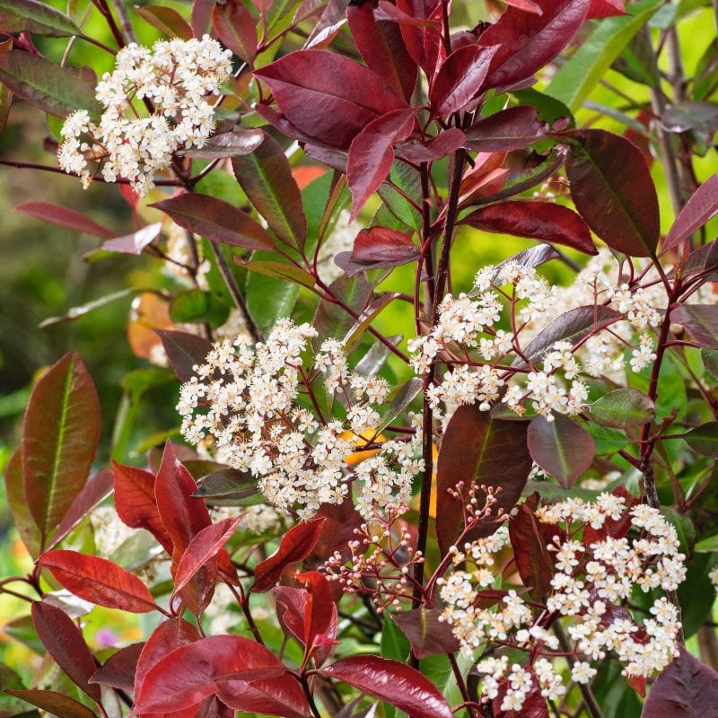 Photinia Little Red Robin Shrub Plants