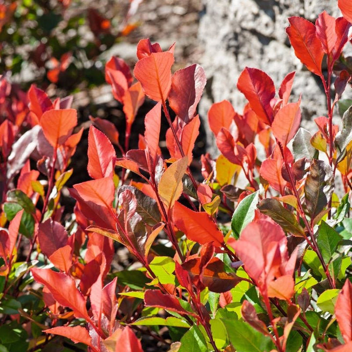 Photinia Red Robin Plants