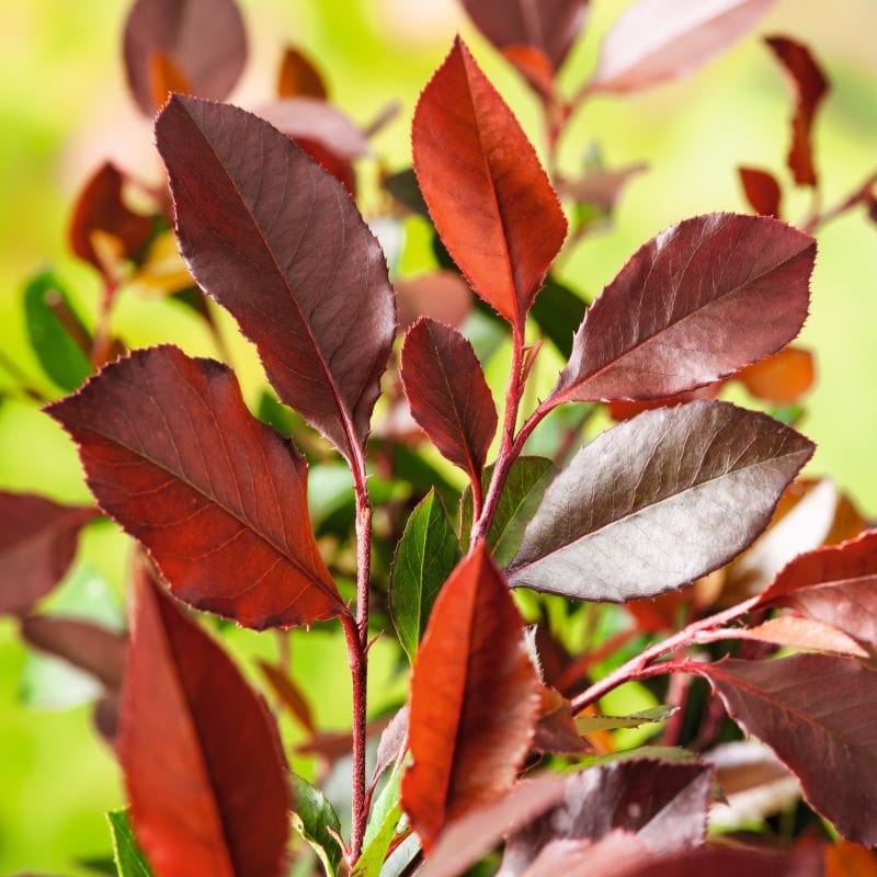 Photinia Red Robin Plants