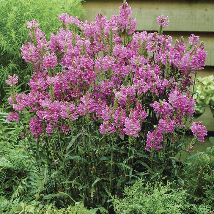 Physostegia Rose Bouquet