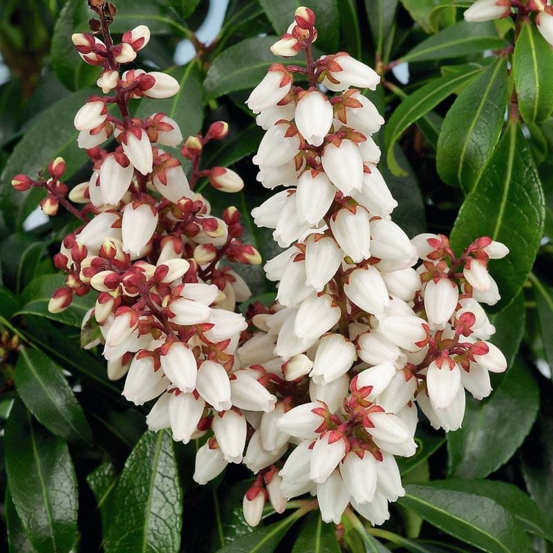 Pieris japonica Bonfire Shrub Plants