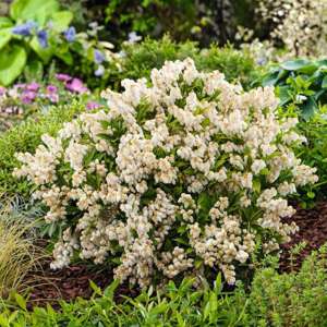 Pieris japonica Prelude Shrub Plants