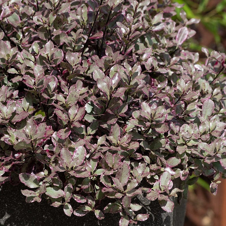 Pittosporum tenuifolium Bannow Bay Shrub