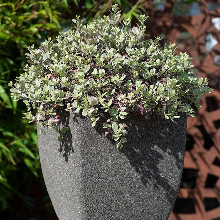 Pittosporum tenuifolium Bannow Bay Shrub