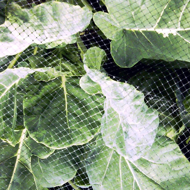 Plant Protection Butterfly & Bird Netting(10x2m)