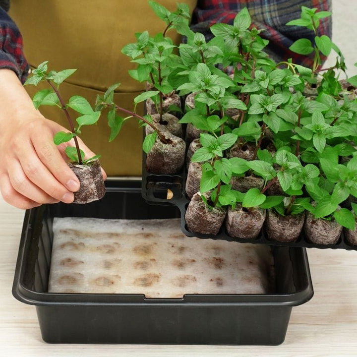 Plantable Pellets Self-Watering Mini Greenhouse (35 plants)