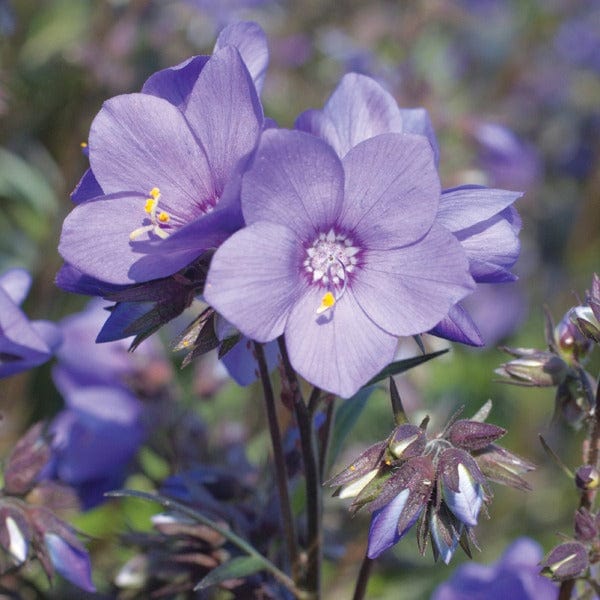 Polemonium Bressingham Purple