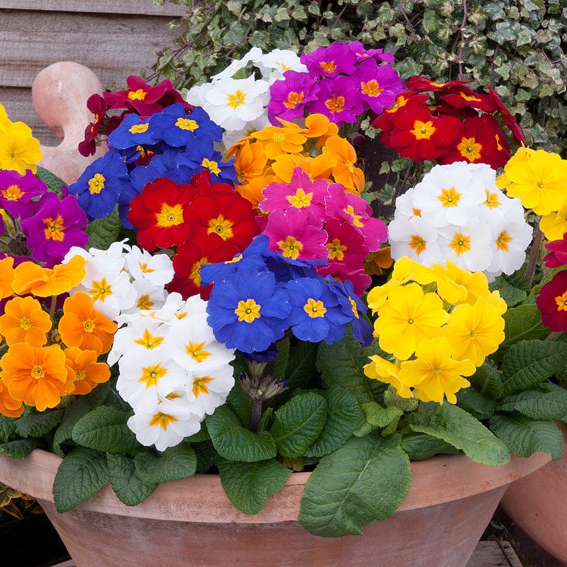 Polyanthus Crescendo Mixed F1