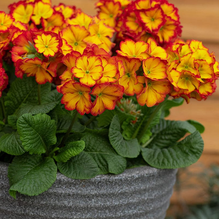 Polyanthus Showstopper Fire Dragon F1