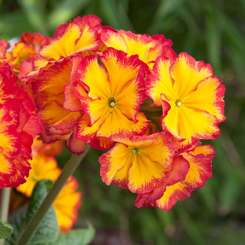 Polyanthus Showstopper Fire Dragon F1