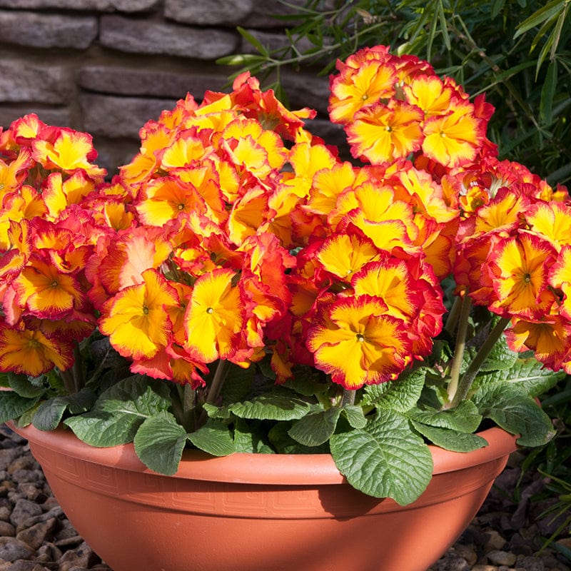 Polyanthus Showstopper Fire Dragon F1