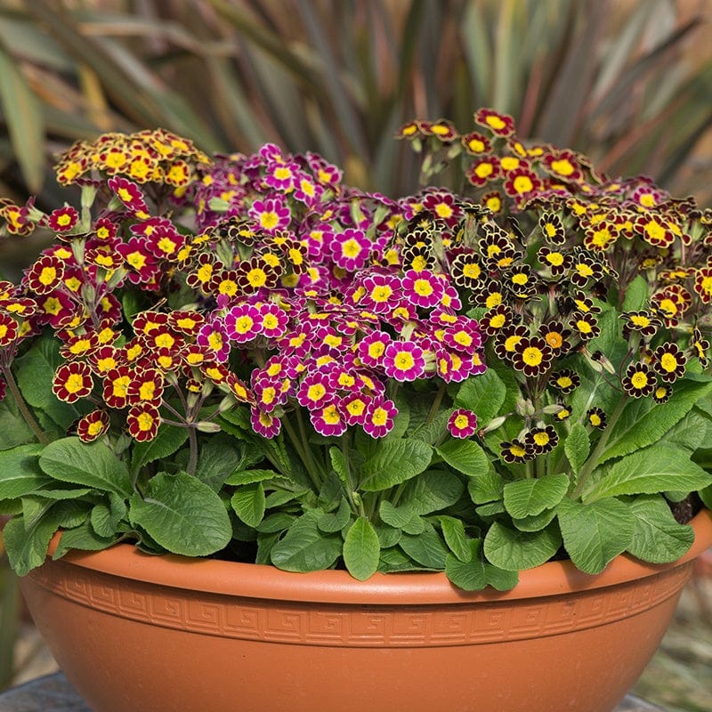 Polyanthus Victoriana Mixed F1