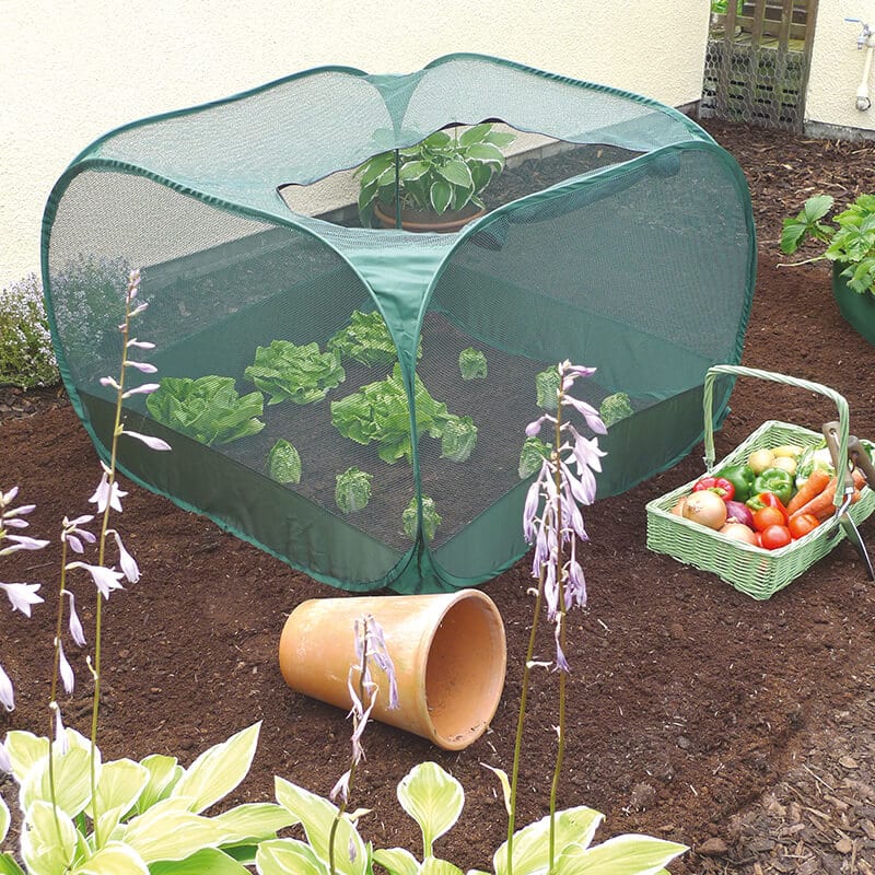 Pop-Up Vegetable Cage