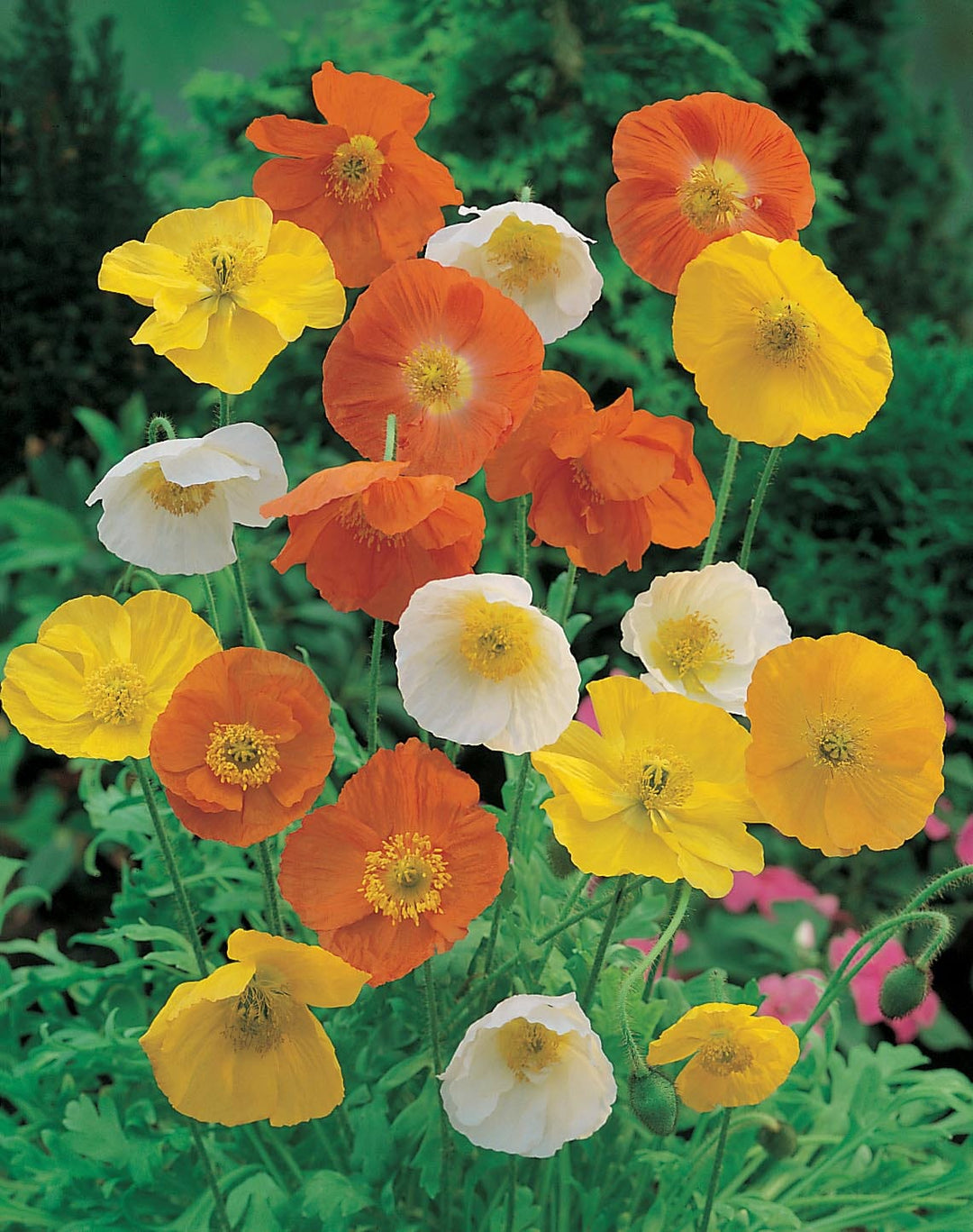 Poppy Iceland Mixed Seeds